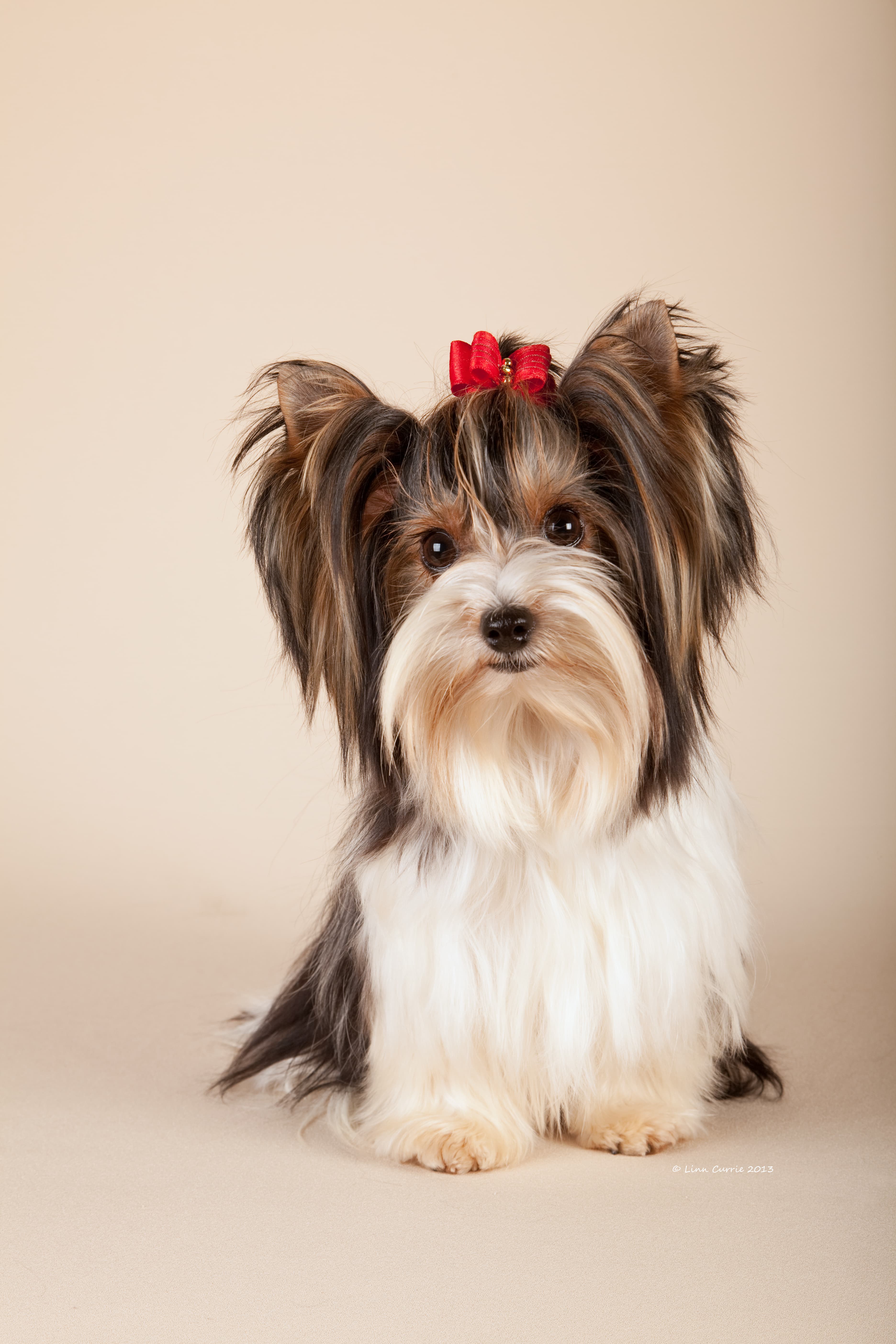A beautifully bred Biewer Terrier with a flowing tri-colour coat in soft golden light