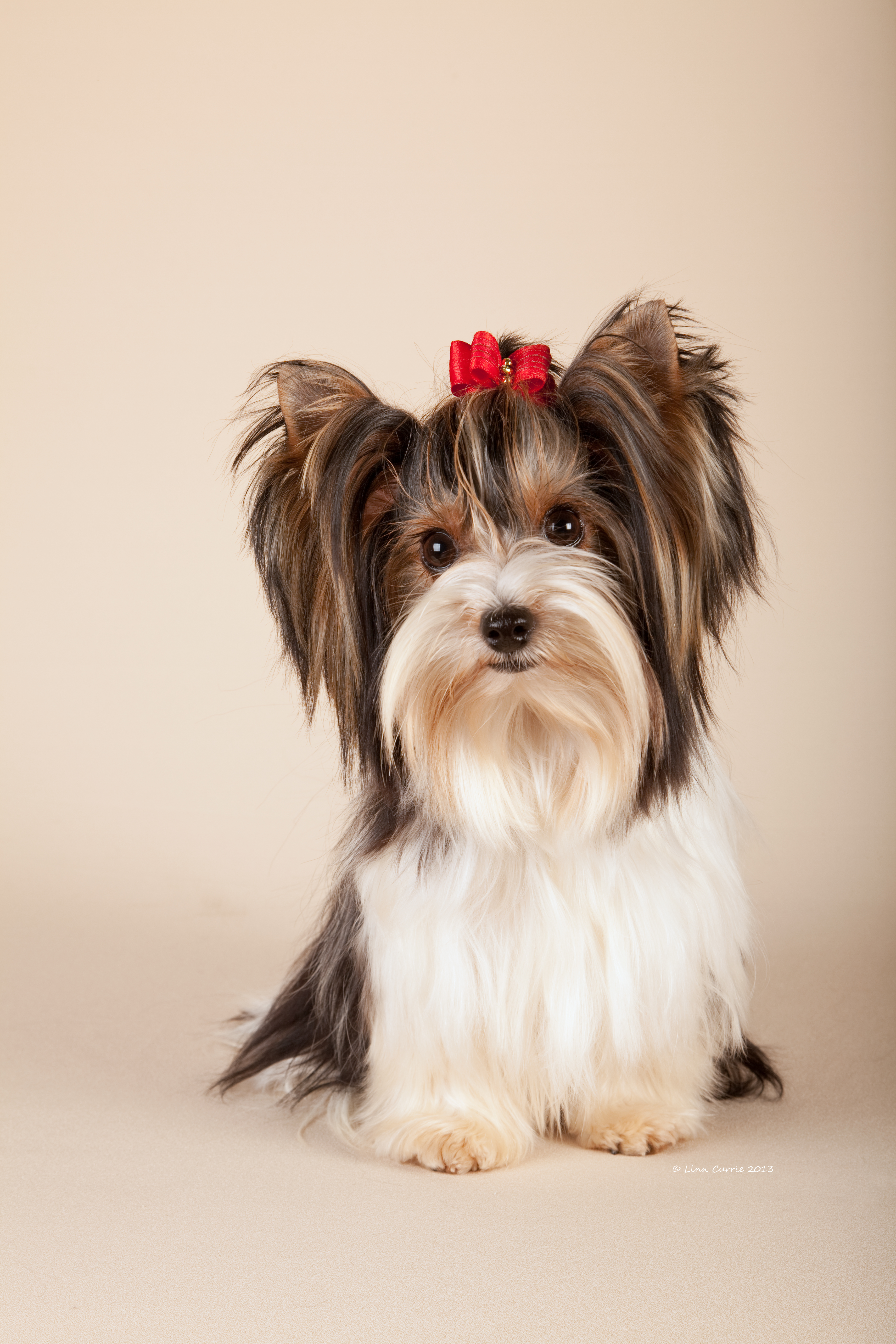 An elegant adult Biewer Terrier showing the breed's refined proportions and flowing tri-colour coat