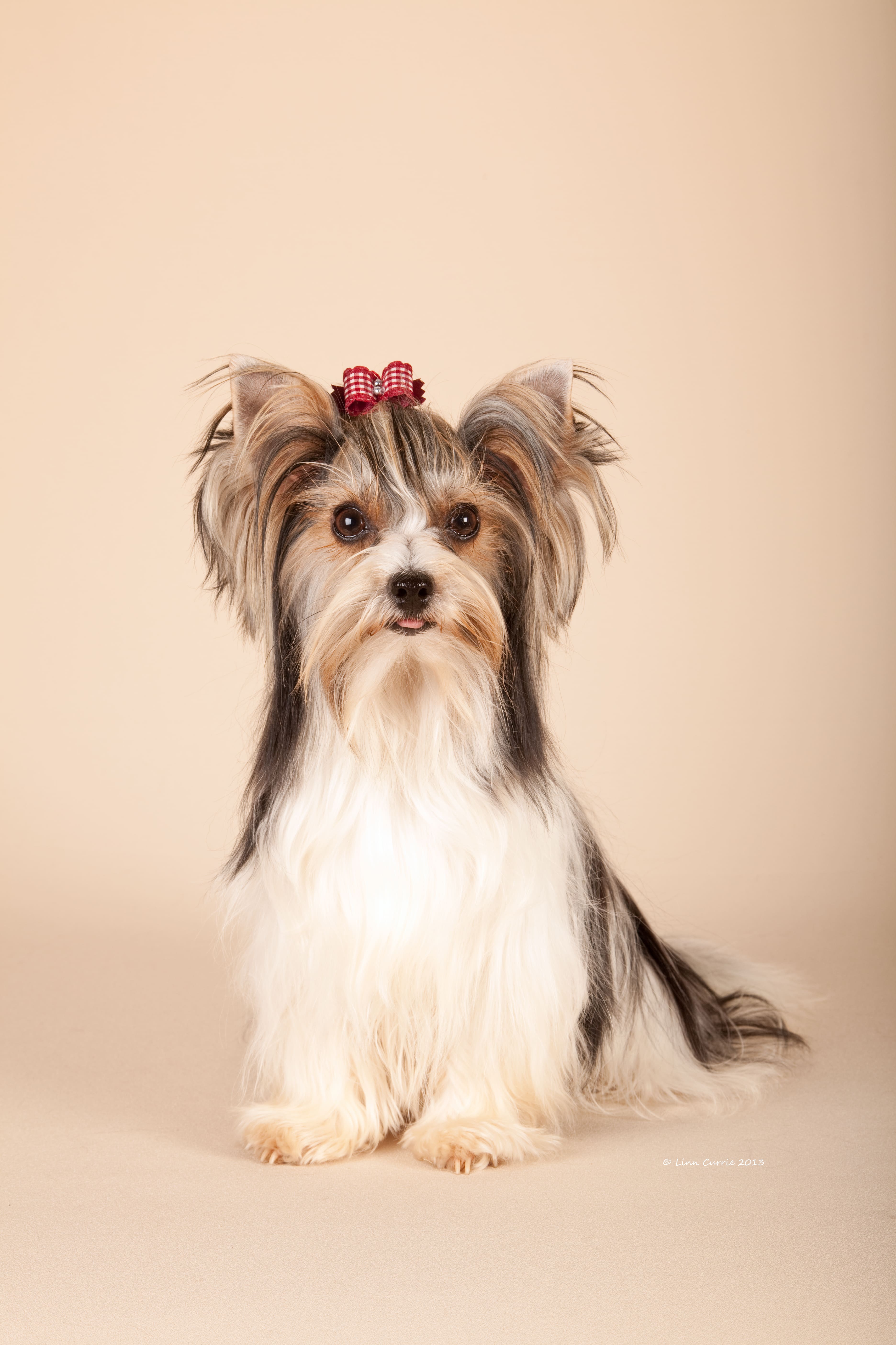 Aurora, IRMADU's foundation female Biewer Terrier